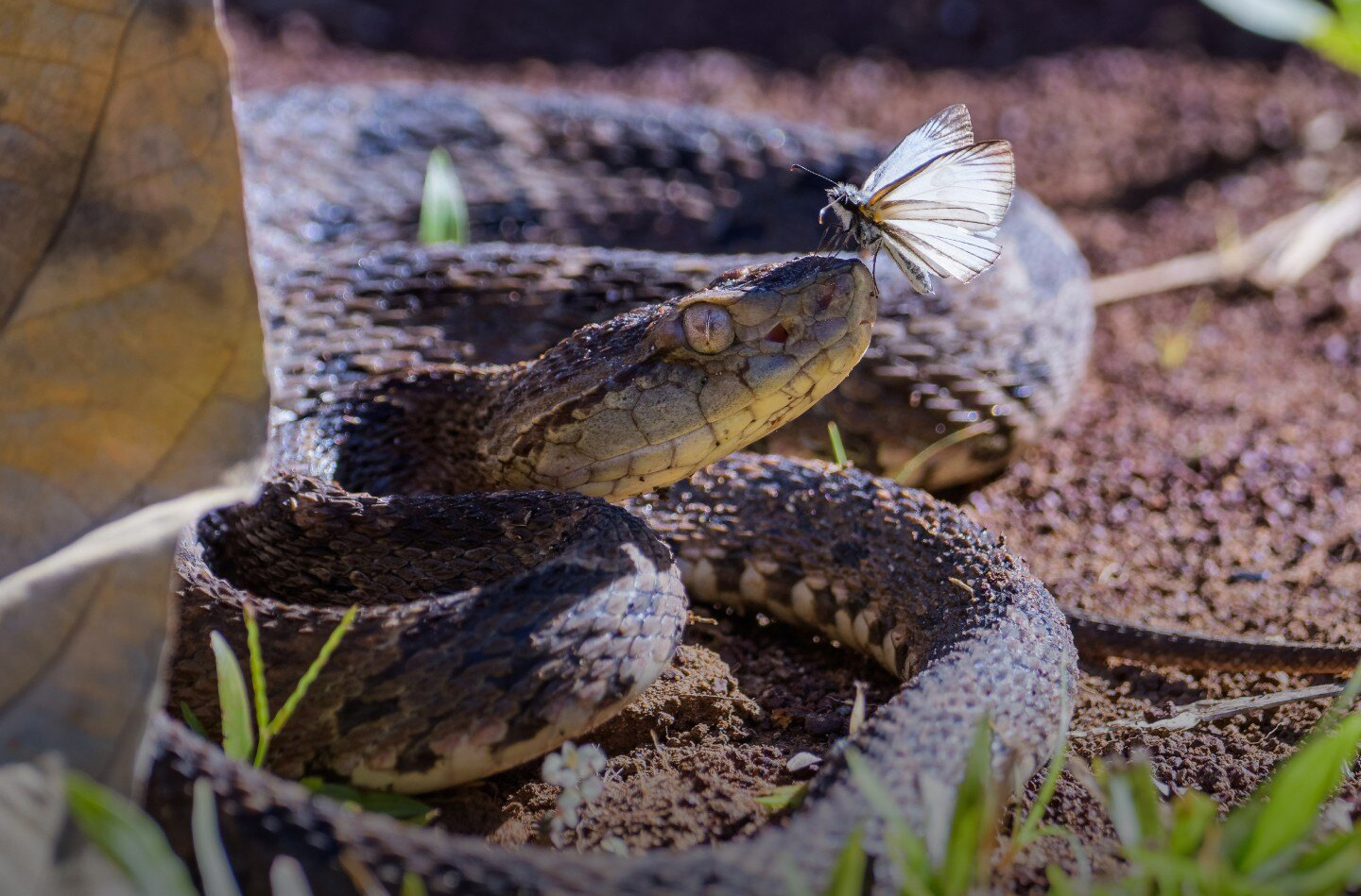 snake