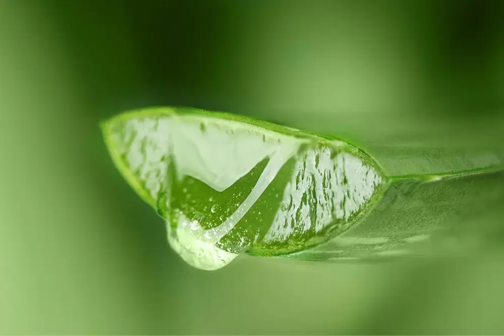 active_ingredient_extraction_purification